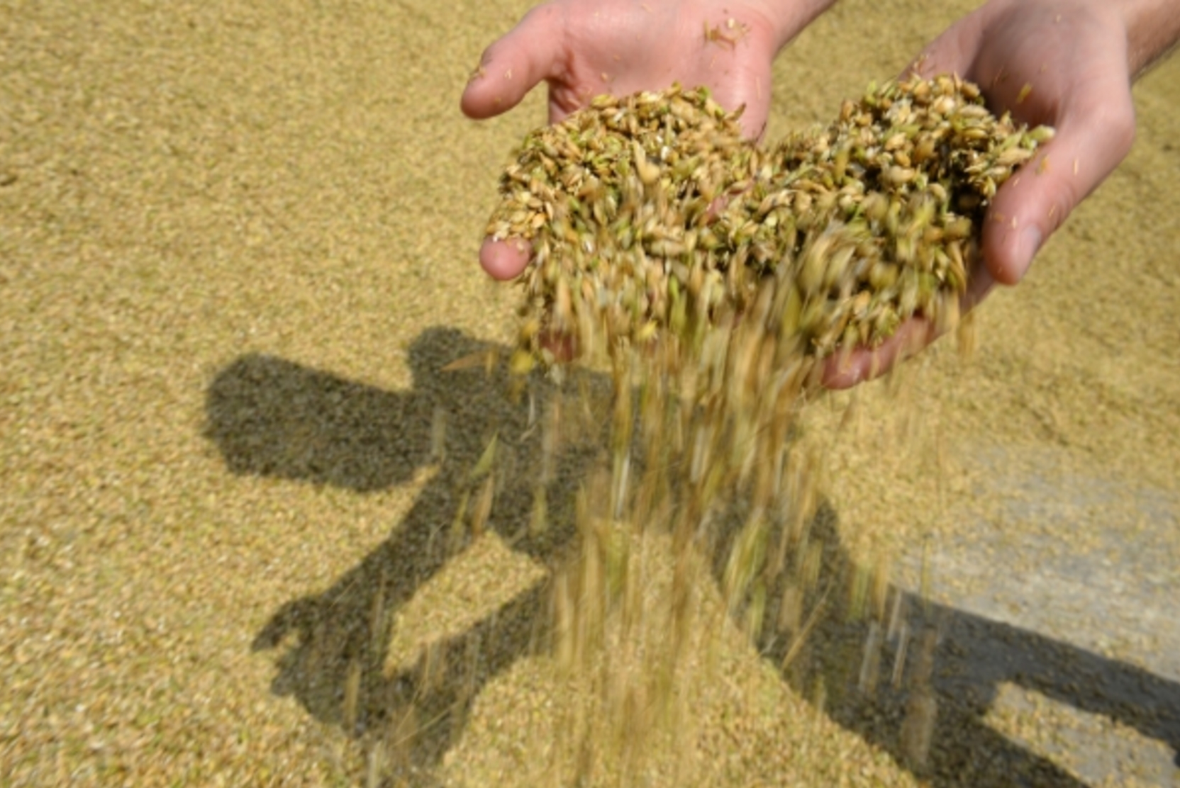 СМИ: отсутствуют радующие перспективы по продлению зерновой сделки