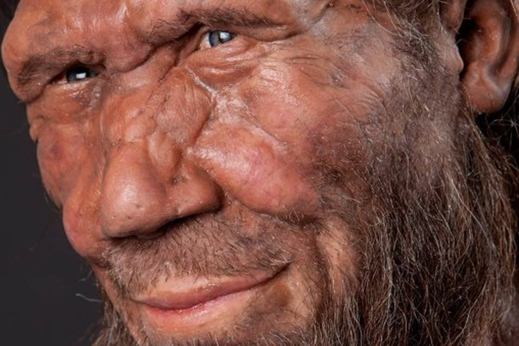 неандерталец википедия фото