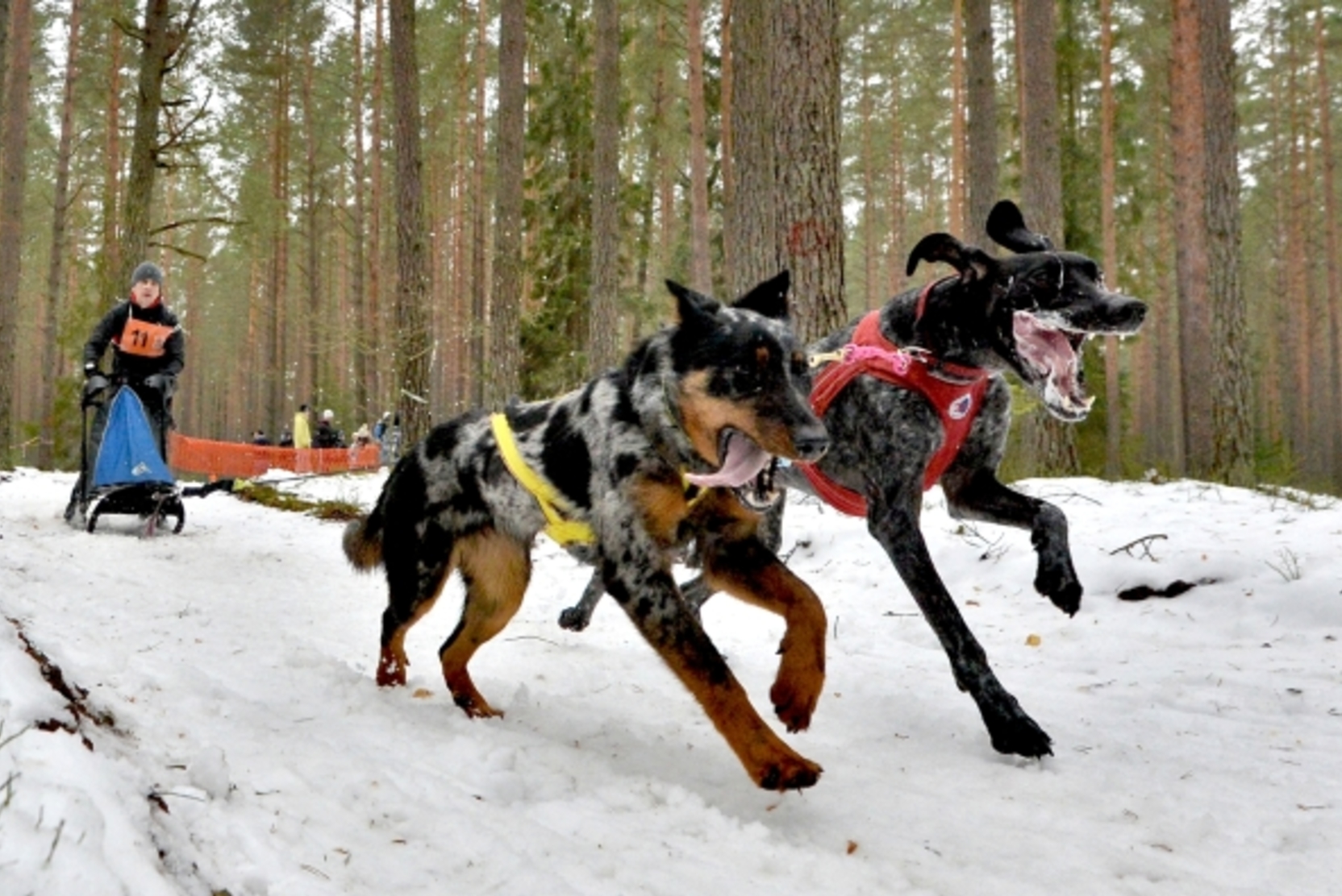 Владимирцы завоевали золото Чемпионата России по ездовому спорту на собаках