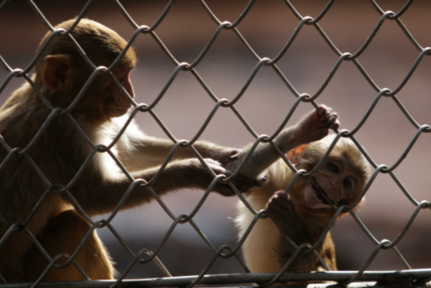 Эксперт: эпидемия оспы обезьян возможна в случае мутации вируса