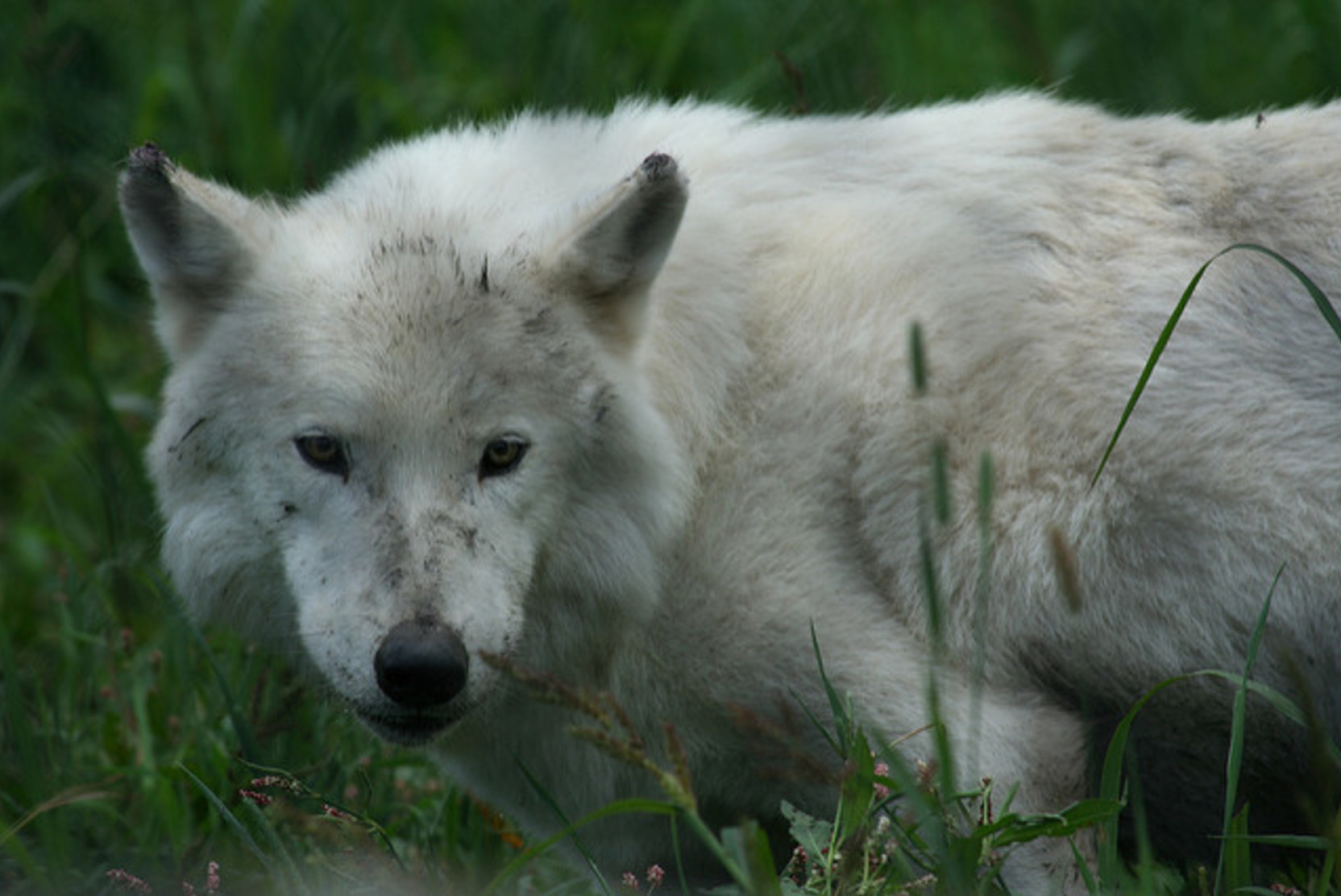 В Уфе поймали волка, которые бегал по детской площадке