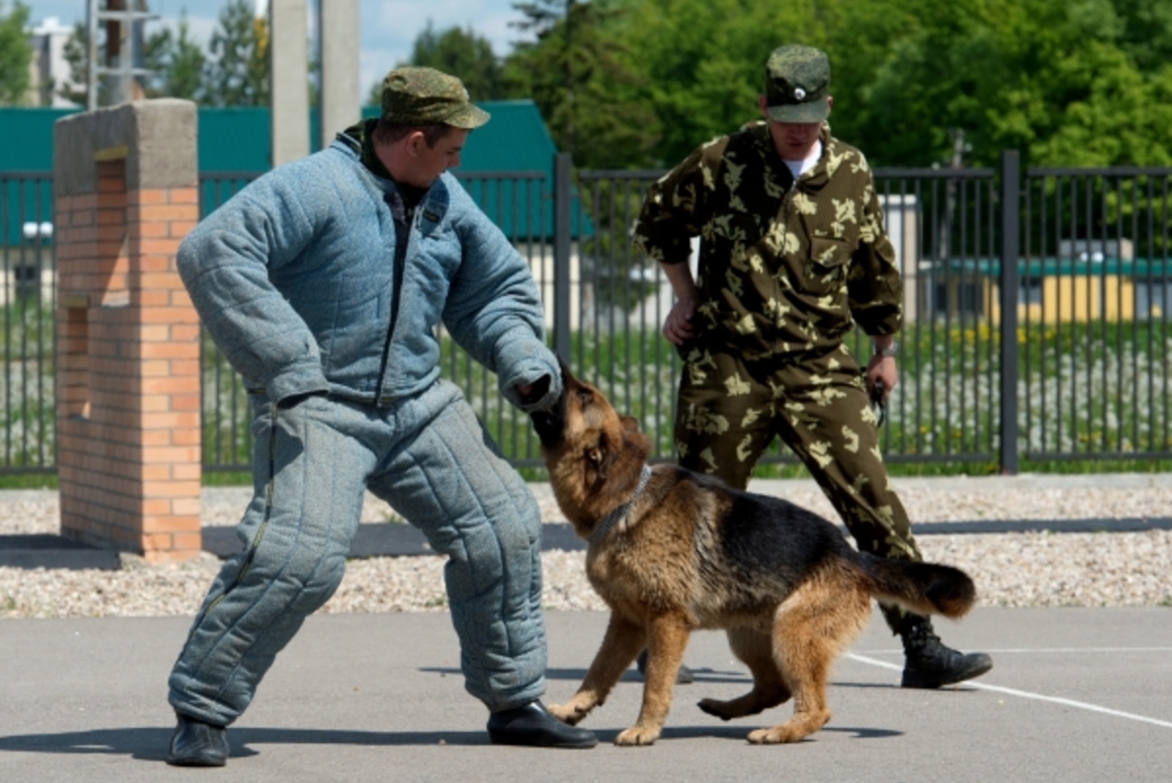 Российские таможенники обеспокоились переработками служебных собак