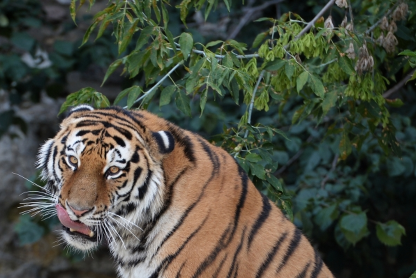 В  Подмосковье запустили петицию о запрете цирка с тиграми