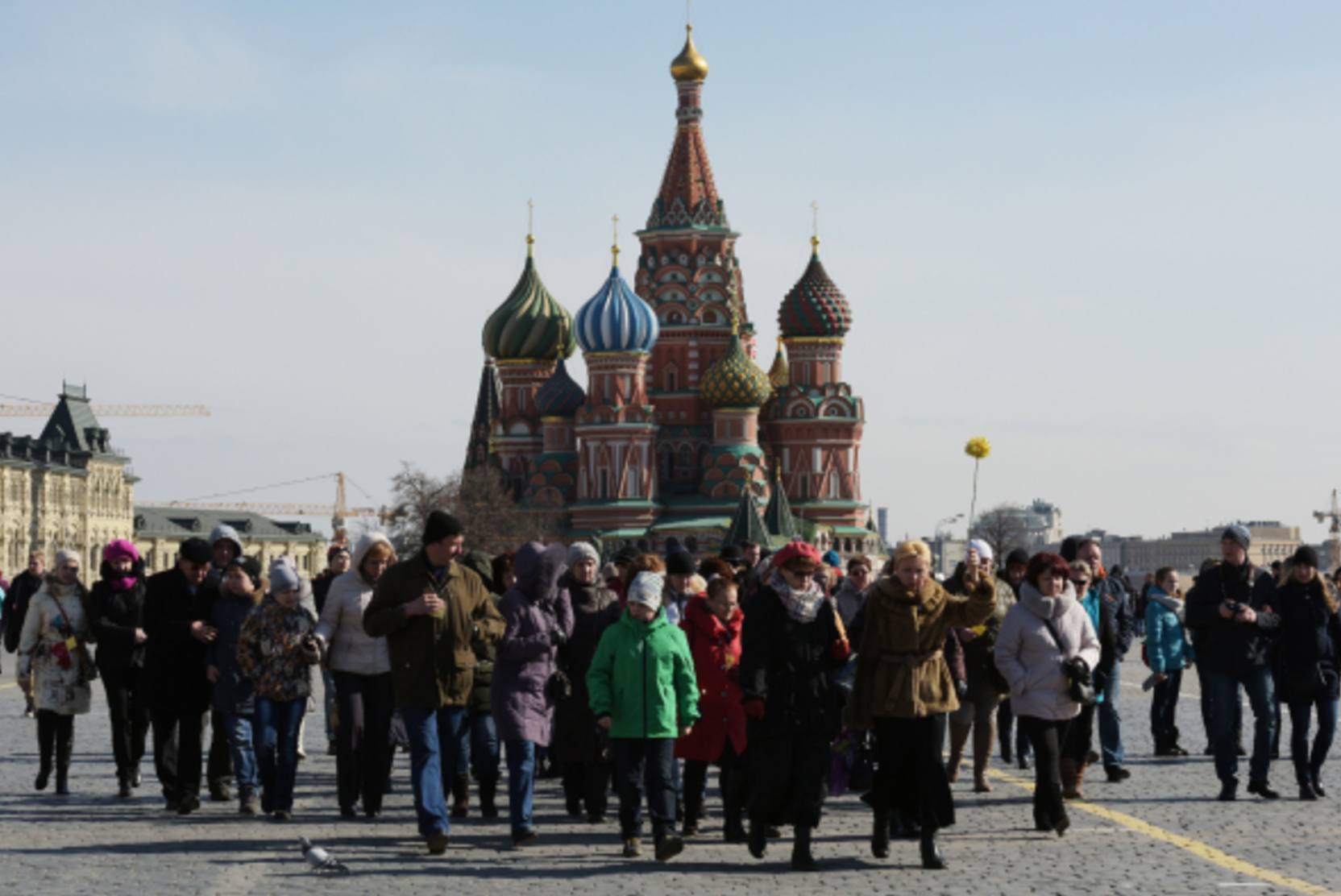 В Москве задержали гражданку США, выгулявшую теленка на Красной площади