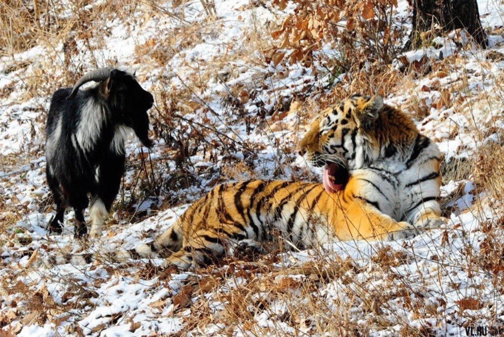 Уссурийский тигр и панда являются представителями. Дружба тигра Амура и козла Тимура.