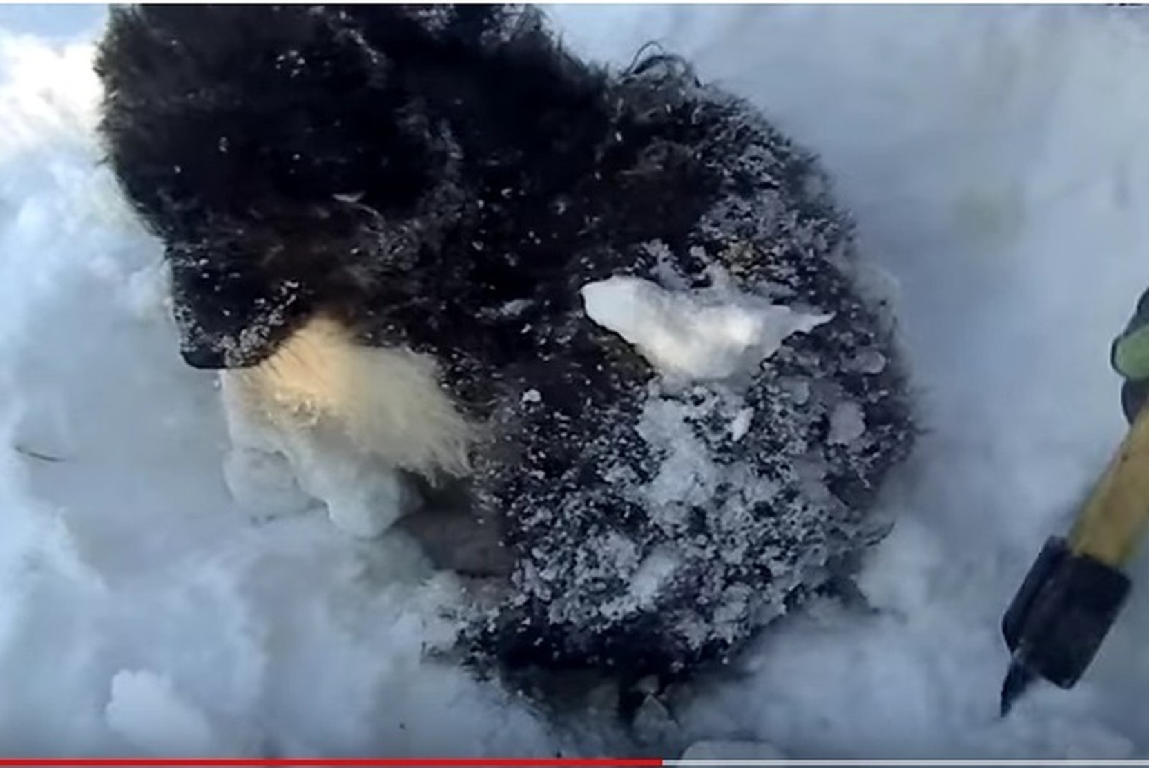 Замерзла в сугробе. Собака в снегу. Замерзший пес. Собака замерзла в снегу.