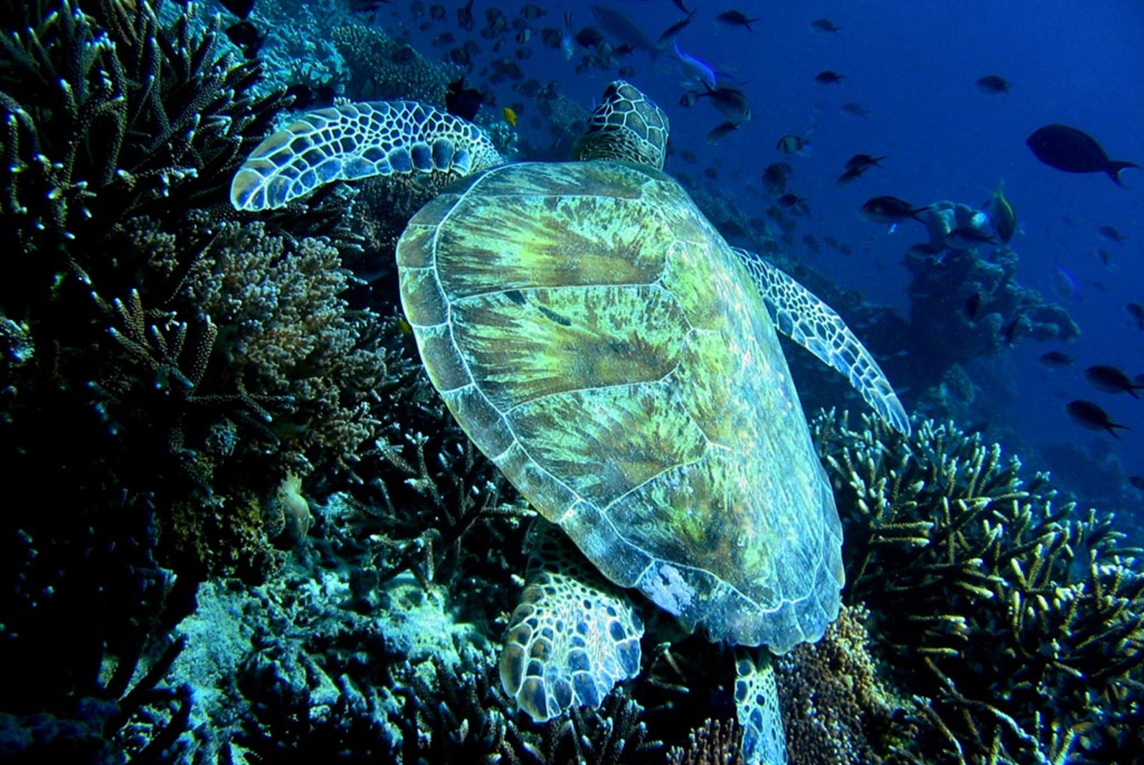 Сотни мертвых морских черепах найдены на пляже в Мексике
