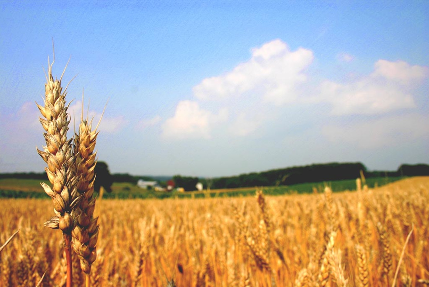 Минсельхоз РФ пока не планирует закупочные интервенции зерна