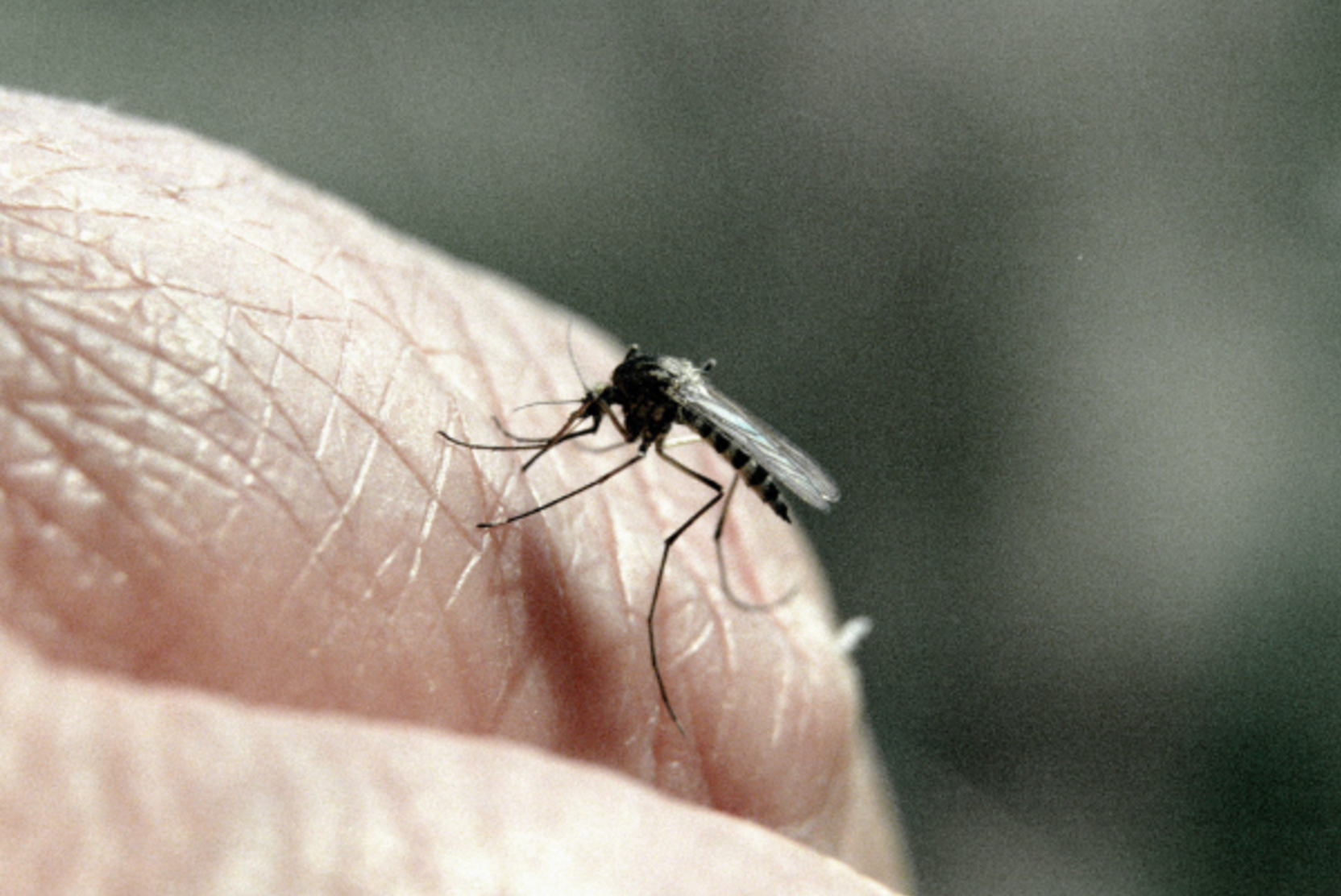 Ученые назвали нелюбимый аромат мыла у комаров
