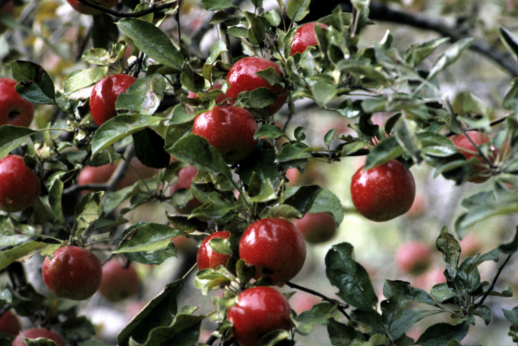 Половина урожая плодово-ягодных культур погибла в Липецкой области