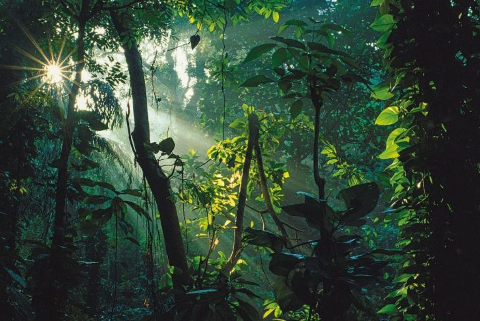 Джунгли вечером в среду. Тропические джунгли Индии. Тропические леса Гималаи. Тропические леса Индии. Тропические дождевые леса Индии.