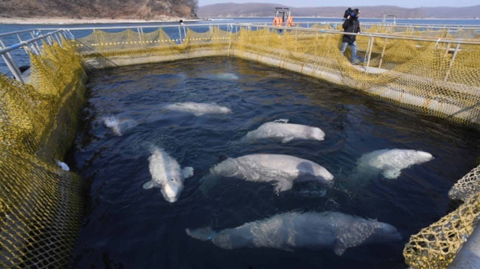 Двух косаток из «китовой тюрьмы» погрузили в фуры у бухты Средняя