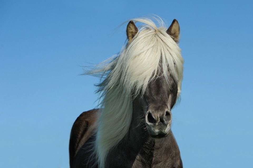 Минипони претендует на звание самой маленькой лошади мира