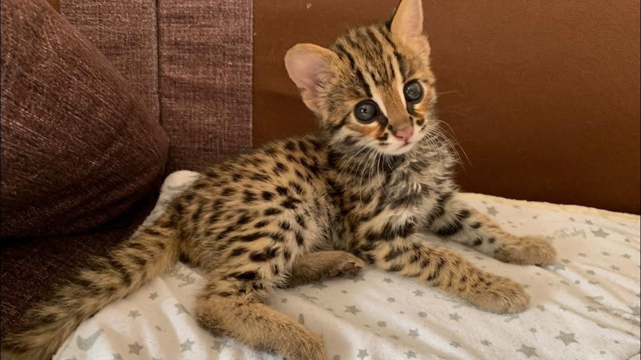 Таможня Внукова изъяла шесть азиатских леопардовых котят