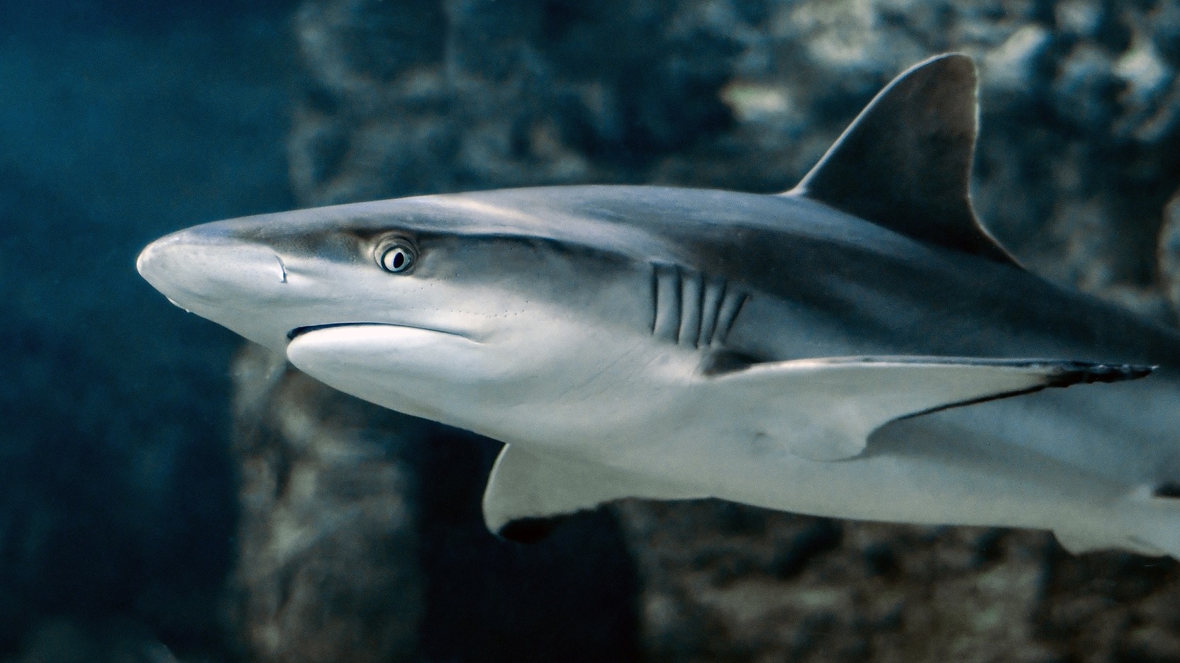Ихтиолог предупредил об агрессивном поведении акул в Хургаде
