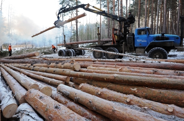 Кудрин рассказал о масштабном воровстве леса в России