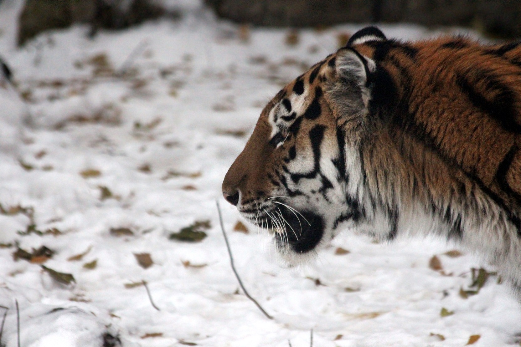 Зоологи Приморья пытаются отловить хитрого тигра