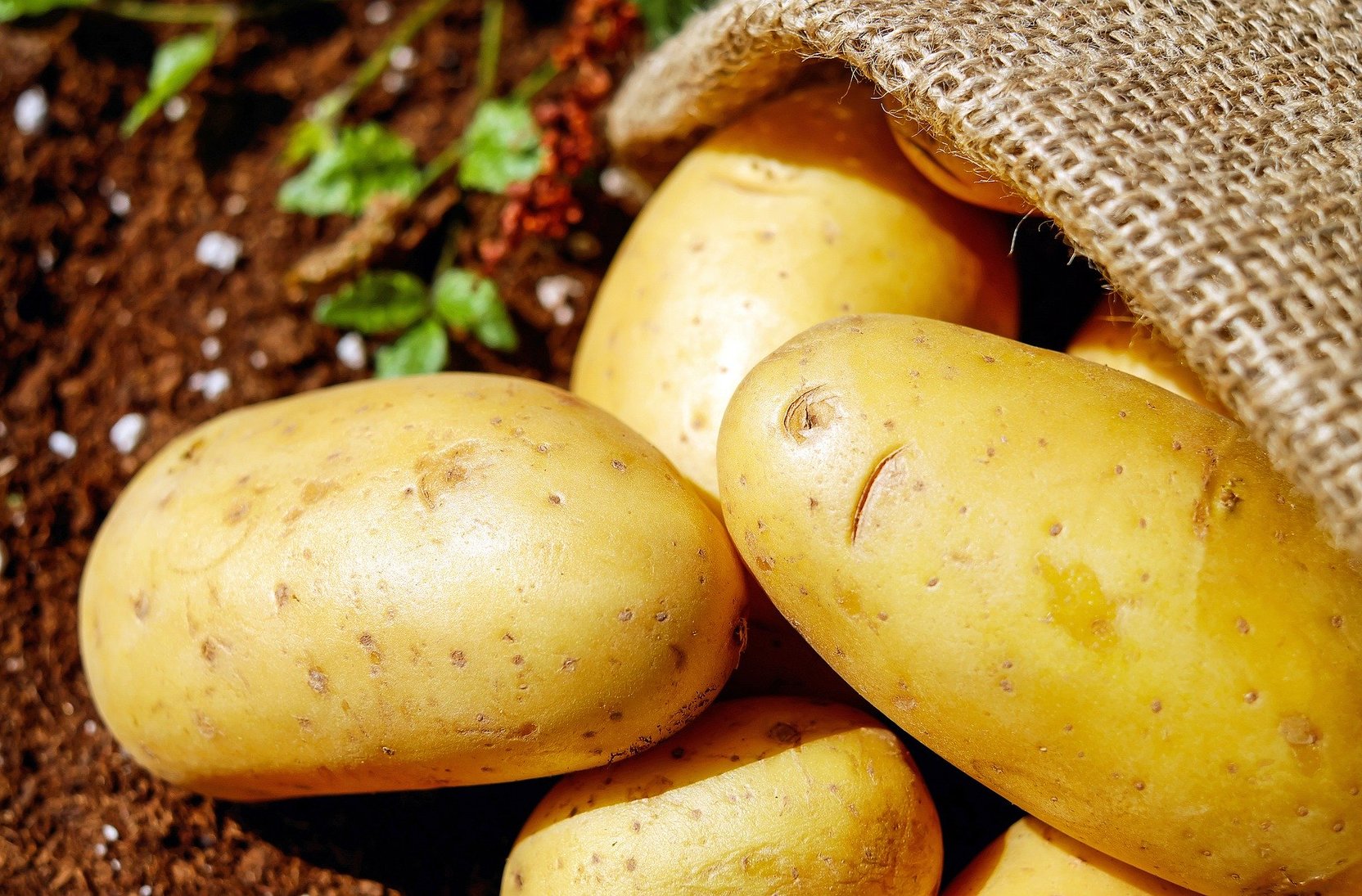 Юрист раскрыл случаи штрафа за выращивание картофеля