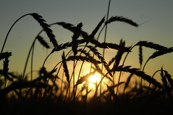 Минобороны РФ заявило о приостановке зерновой сделки