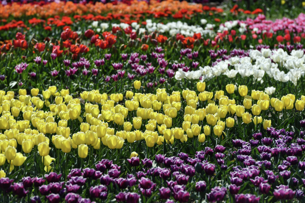 Собянин: Более 56 млн цветов украсит Москву в этом году