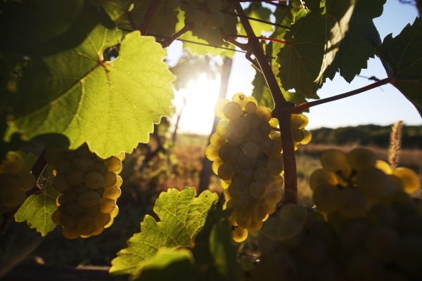 Кизлярский коньячный завод будет выращивать свой виноград