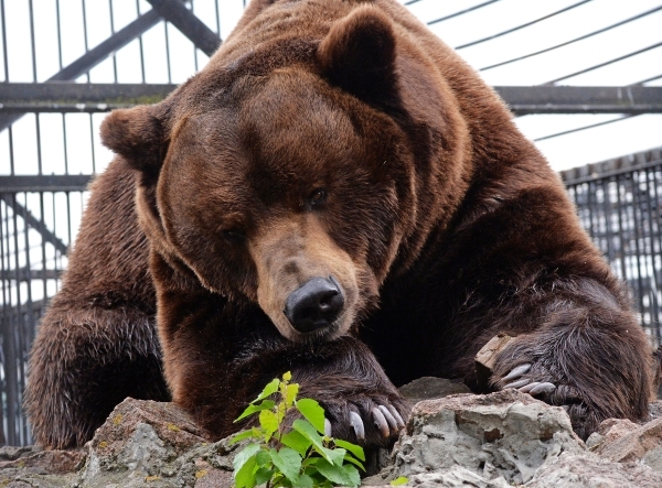 В Вязьме медведь убил упавшего на его клетку рабочего