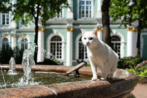 Пиотровский покажет гостям ПМЭФ Эрмитаж вместе с музейными котами