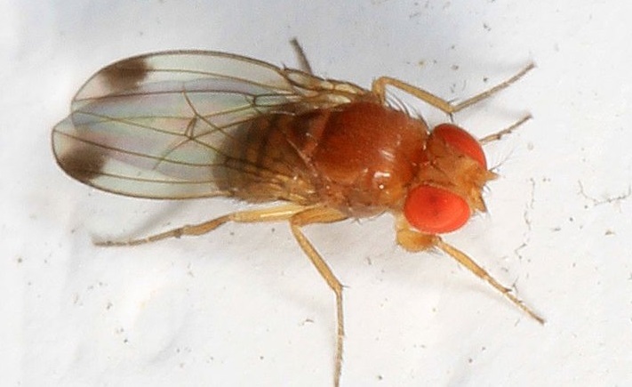 Росрыболовство: муку из мух не будут использовать в пище для людей