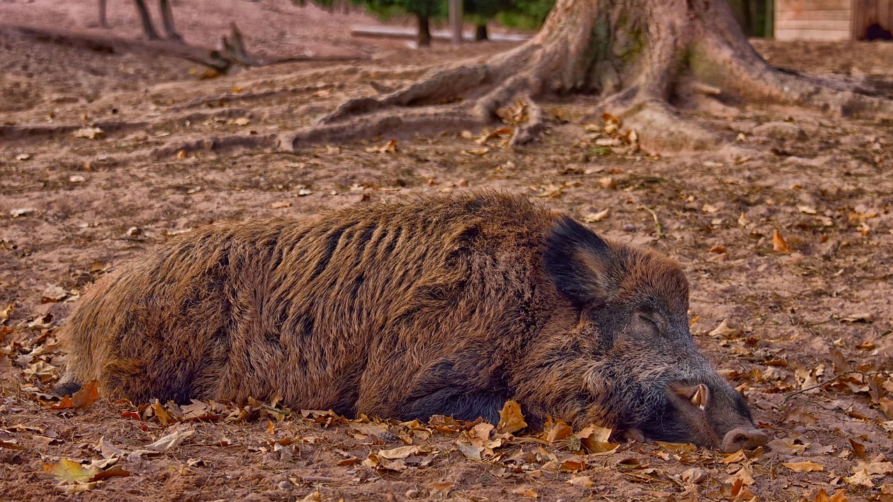 Карантин из-за африканской чумы свиней введён в Архангельской области
