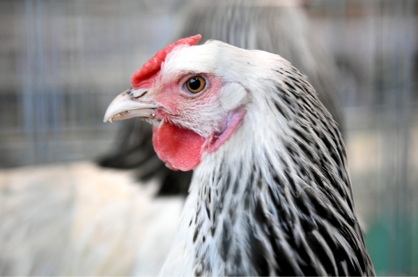 Производители мяса предложили ограничить содержание домашних птиц