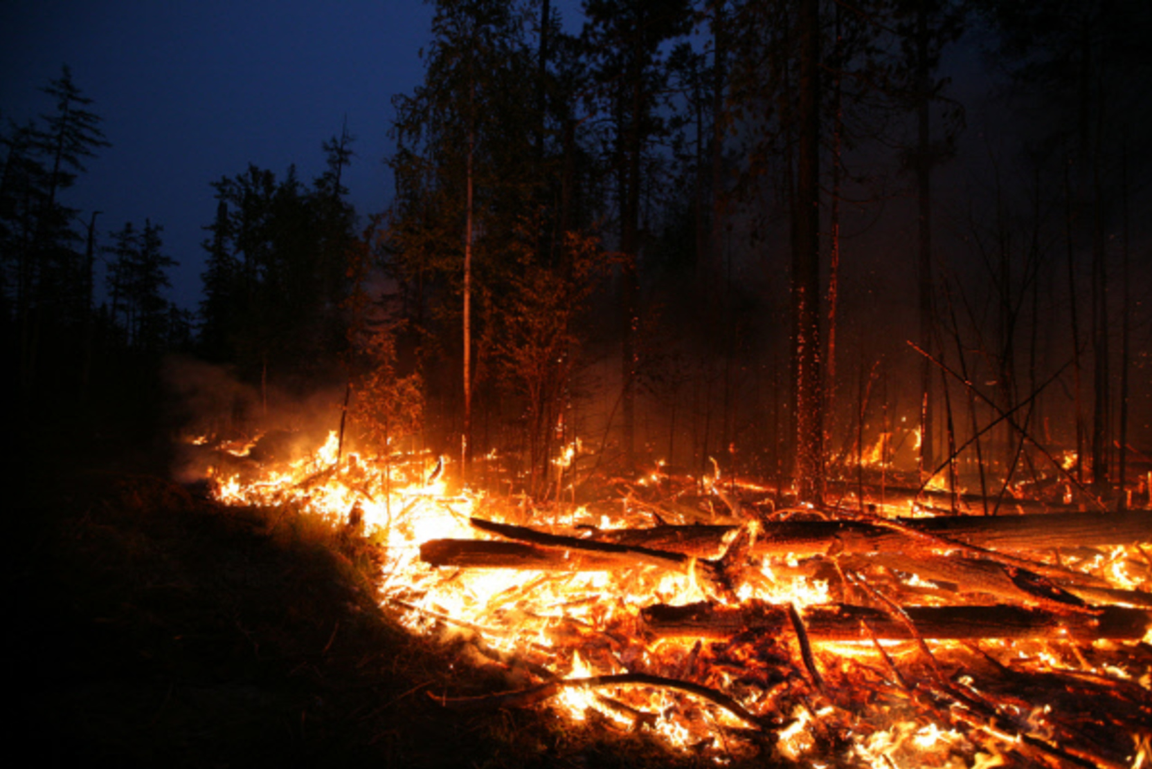 В Запорожской области горят леса в районе ЗАЭС