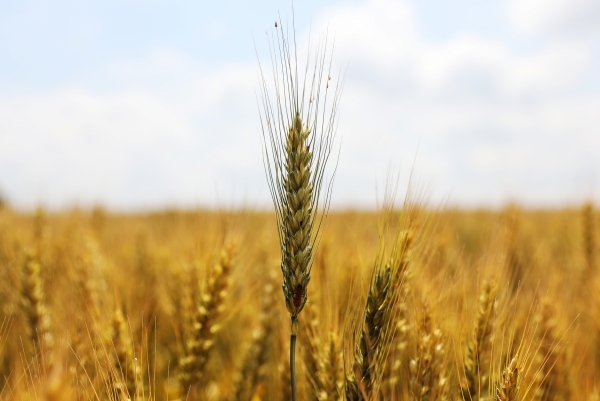 Россия подписала свою часть соглашения по вывозу украинского зерна