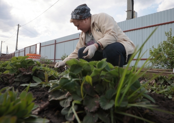 Россиянам рассказали, как защитить садовые растения от майских заморозков