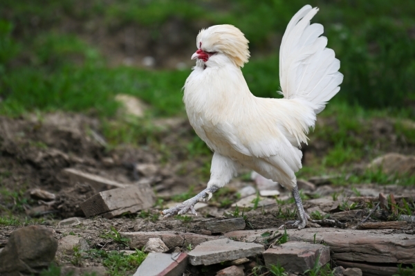 Куриный полуфейк!: Садоводов рассмешил закон о разведении животных