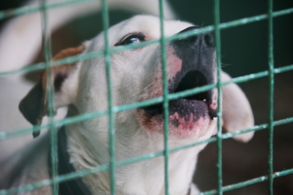 В России могут ввести штрафы до 200 тысяч за укусы собак