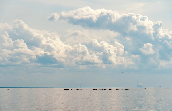 В СК назвали предварительную причину затопления яхты в Финском заливе