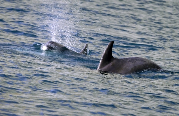 В Севастополе нашли мертвого питомца дельфинария