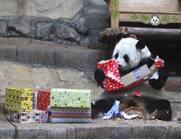 Китай заберет из Великобритании подаренных 12 лет назад панд