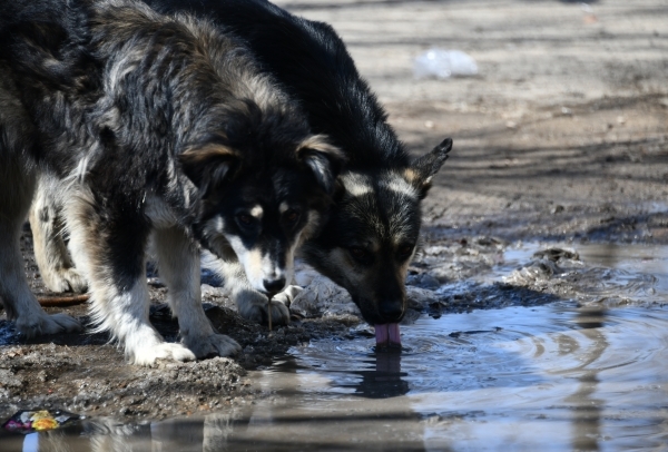 В Оренбуржье стая бродячих собак напала на девушку