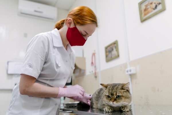 СМИ: Ветеринар выбросила больного кота на мороз в Нижегородской области