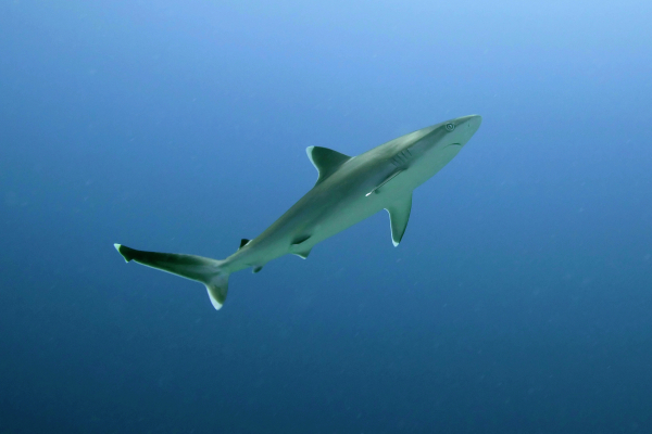 СМИ: На Мальдивах акула напала на туриста из России