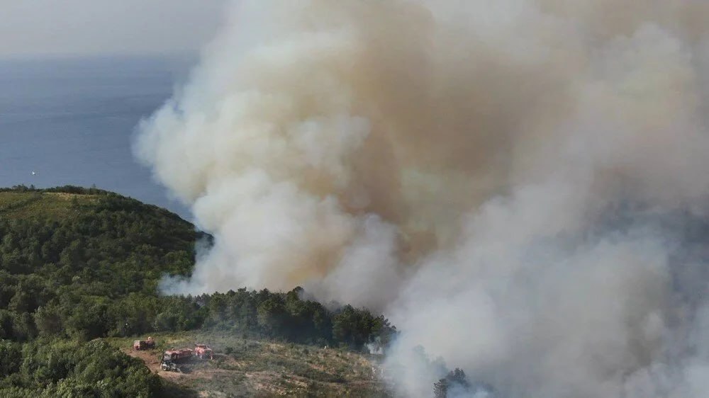 Число жертв лесных пожаров в Чили увеличилось до 64