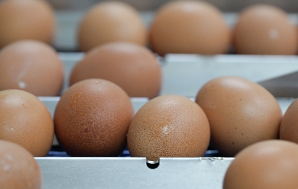 Белоруссия, Азербайджан и Турция ввезли в Россию более 78 млн яиц