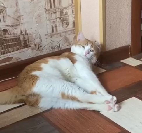 В Москве нашли хозяйку коту, принятому за пропавшего Твикса