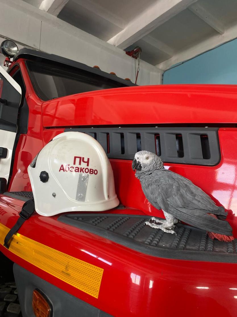 В Башкортостане говорящего попугая сделали талисманом пожарной части
