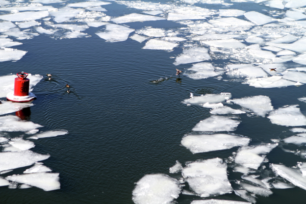 Из озера в Башкирии извлекли почти 800 баранов, которые провалились под лед