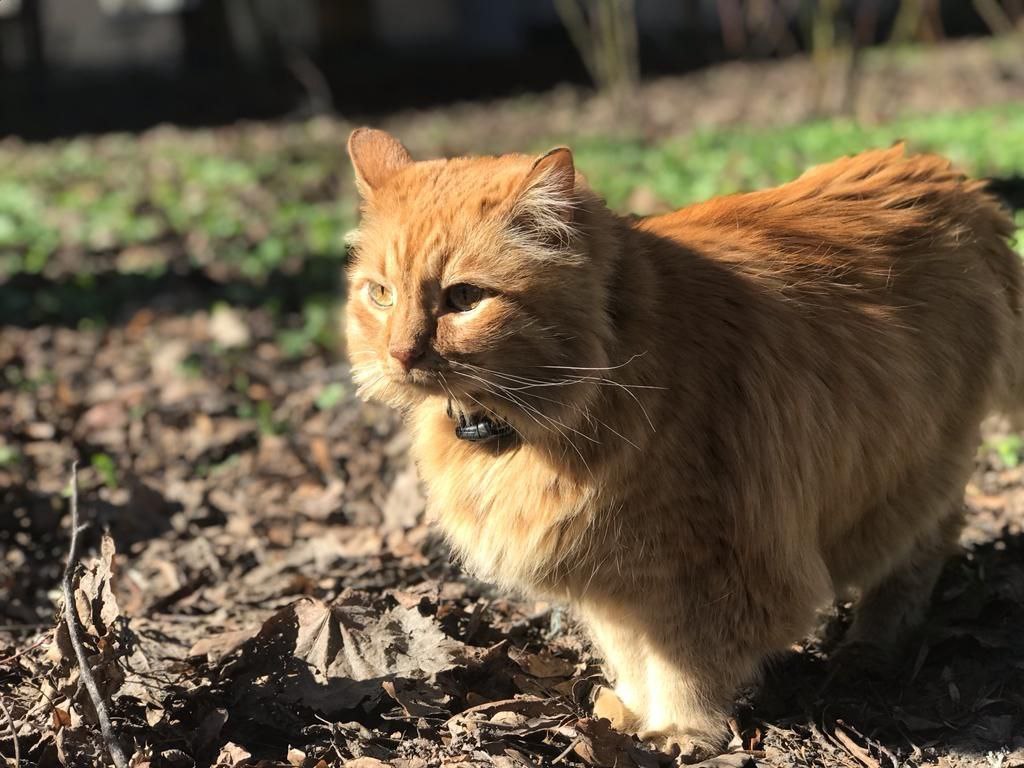 Умер кот Кеша, который был одним из хранителей Музея Анны Ахматовой в Петербурге