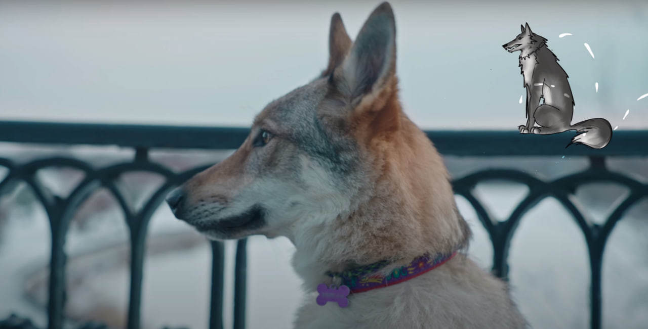 В новом клипе «Мельницы» снялся настоящий волк