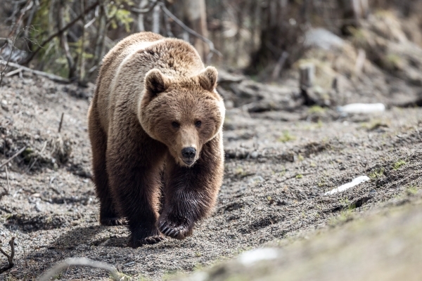 «Неурожай и пожары»: Названы причины выхода медведей к людям в Иркутске и Якутии 