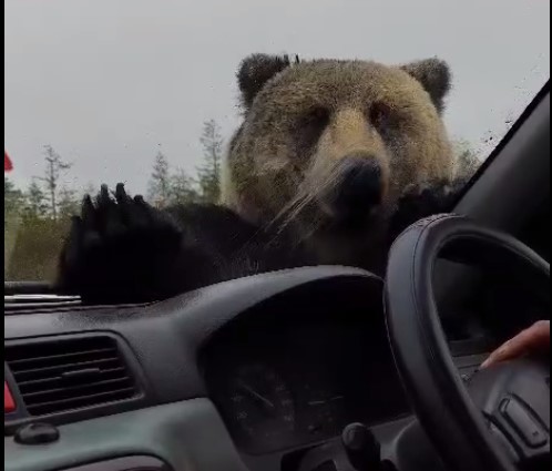 «Жестокий хищник»: Россиян предостерегли от кормления диких медведей 